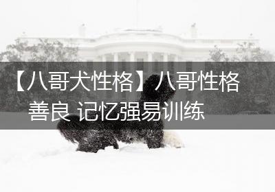 【八哥犬性格】八哥性格善良 记忆强易训练