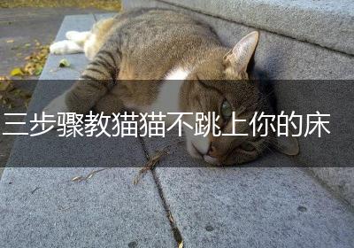 三步骤教猫猫不跳上你的床