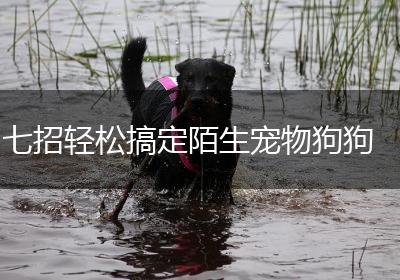 七招轻松搞定陌生宠物狗狗