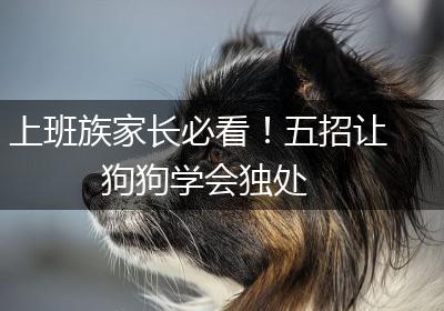 上班族家长必看！五招让狗狗学会独处