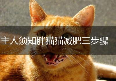 主人须知胖猫猫减肥三步骤