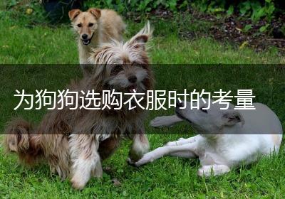 为狗狗选购衣服时的考量