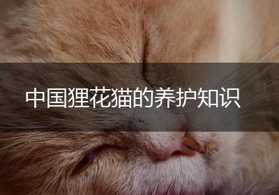 中国狸花猫的养护知识