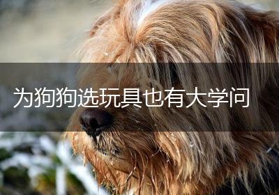 为狗狗选玩具也有大学问