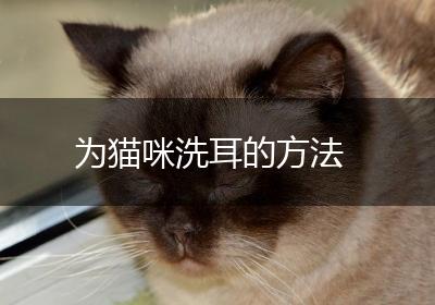 为猫咪洗耳的方法