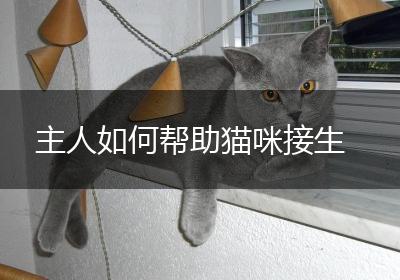 主人如何帮助猫咪接生