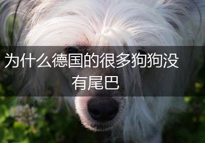 为什么德国的很多狗狗没有尾巴