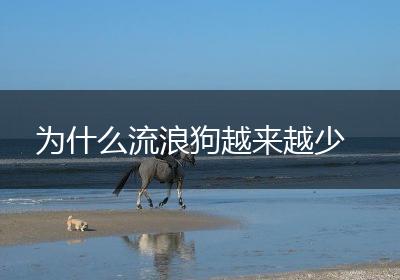 为什么流浪狗越来越少