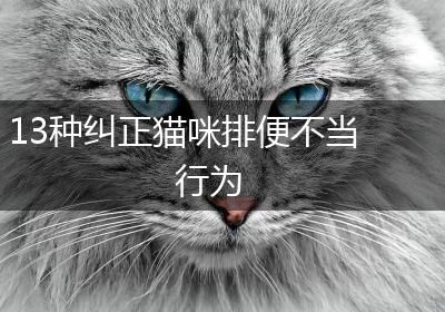 13种纠正猫咪排便不当行为