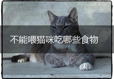 不能喂猫咪吃哪些食物