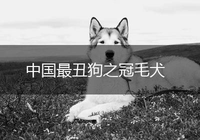 中国最丑狗之冠毛犬