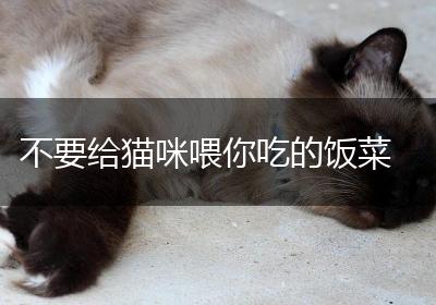 不要给猫咪喂你吃的饭菜