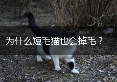 为什么短毛猫也会掉毛？