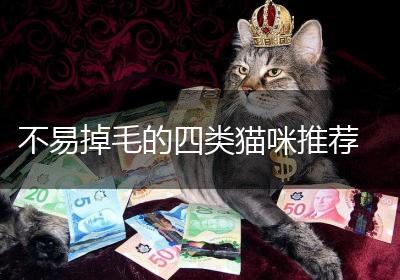 不易掉毛的四类猫咪推荐