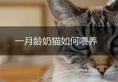 一月龄奶猫如何喂养