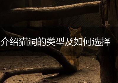 介绍猫洞的类型及如何选择