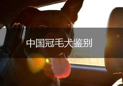 中国冠毛犬鉴别