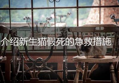 介绍新生猫假死的急救措施