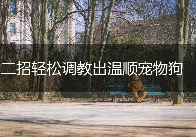 三招轻松调教出温顺宠物狗