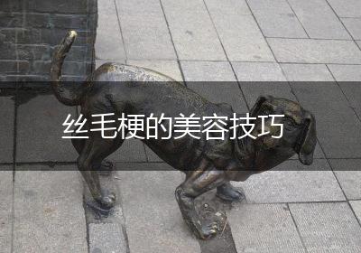 丝毛梗的美容技巧