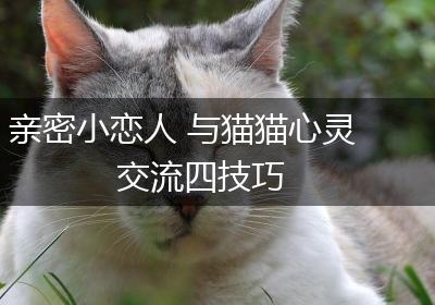 亲密小恋人 与猫猫心灵交流四技巧
