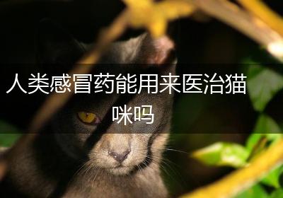 人类感冒药能用来医治猫咪吗