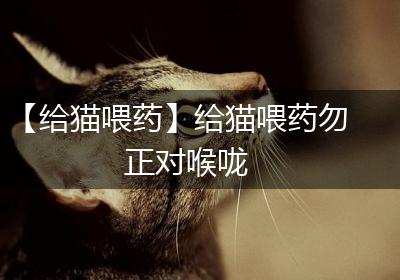 【给猫喂药】给猫喂药勿正对喉咙