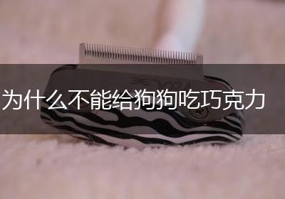 为什么不能给狗狗吃巧克力