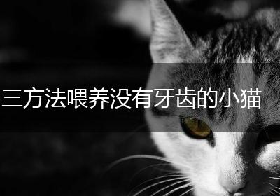 三方法喂养没有牙齿的小猫