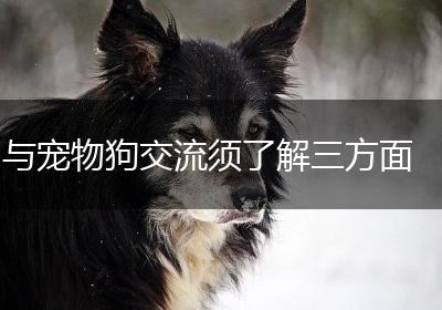 与宠物狗交流须了解三方面