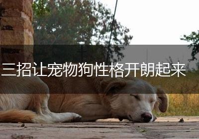 三招让宠物狗性格开朗起来