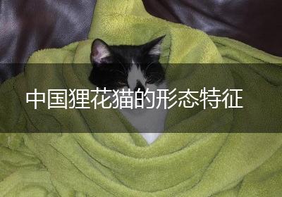 中国狸花猫的形态特征