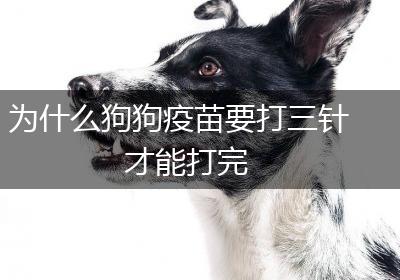 为什么狗狗疫苗要打三针才能打完