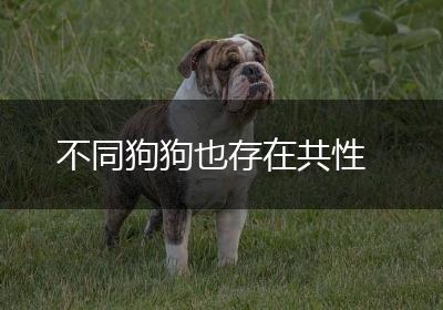 不同狗狗也存在共性