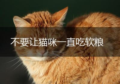 不要让猫咪一直吃软粮