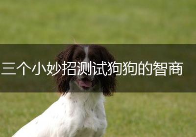 三个小妙招测试狗狗的智商