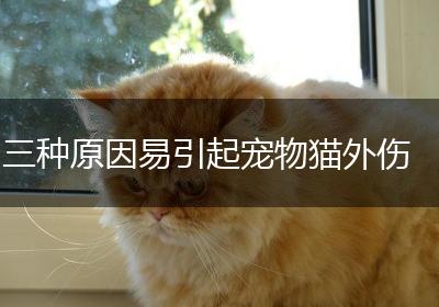 三种原因易引起宠物猫外伤