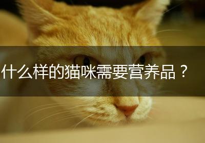 什么样的猫咪需要营养品？