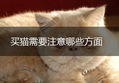 买猫需要注意哪些方面