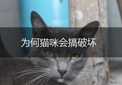 为何猫咪会搞破坏