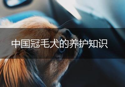 中国冠毛犬的养护知识