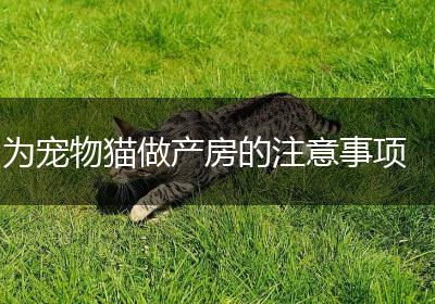 为宠物猫做产房的注意事项