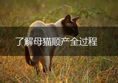 了解母猫顺产全过程