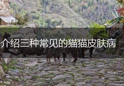 介绍三种常见的猫猫皮肤病