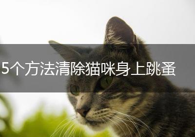 5个方法清除猫咪身上跳蚤