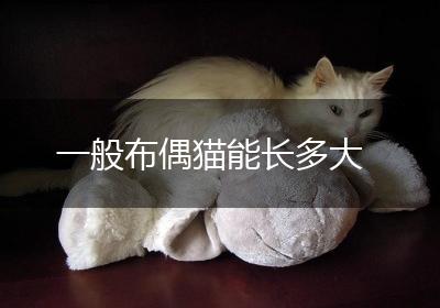 一般布偶猫能长多大
