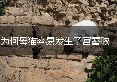为何母猫容易发生子宫蓄脓