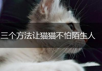三个方法让猫猫不怕陌生人