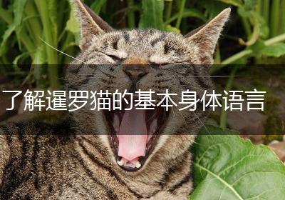 了解暹罗猫的基本身体语言