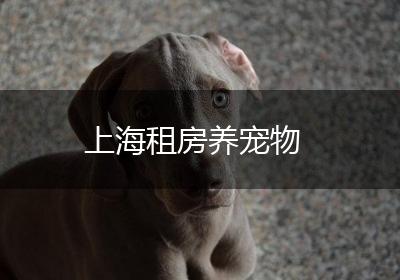 上海租房养宠物